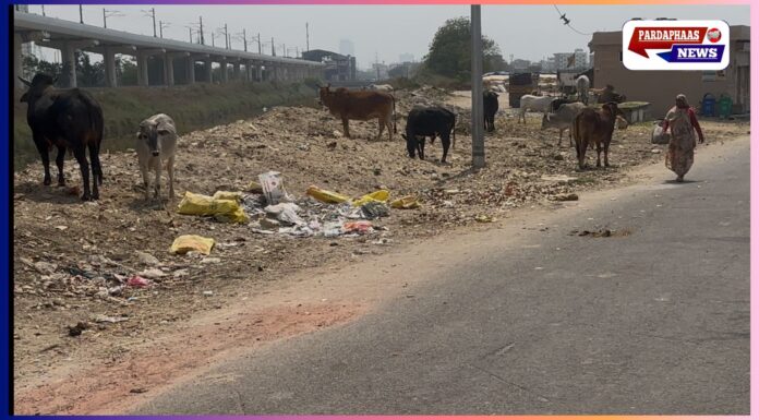 नोएडा में सफाई का महोत्सव: कचरे के ढेर और आवारा पशुओं के साथ रेटिंग की आस