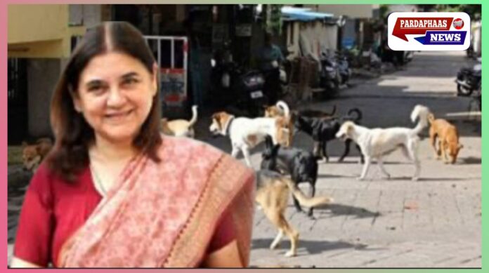 सुप्रीम कोर्ट के stray-dog आदेश पर विवाद: मेनका गांधी ने पेरिस का उदाहरण देकर आलोचना की — लागू करना चुनौतीपूर्ण और महंगा, मगर सुरक्षा भी चिंता का विषय है