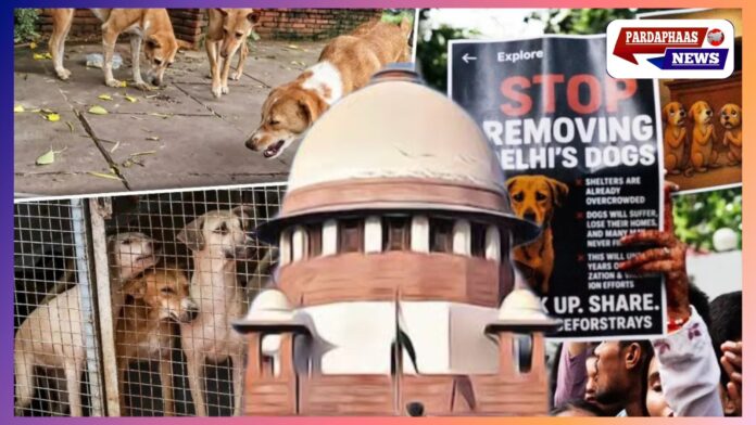 सुप्रीम कोर्ट ने आवारा कुत्तों पर दिया व्यापक आदेश; खुली जगह पर खाना खिलाना होगा बंद — दिल्ली-एनसीआर आदेश अब पूरे देश पर लागू