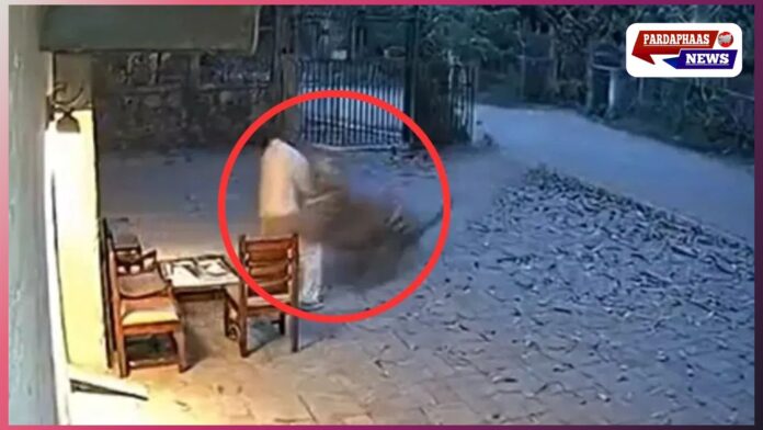 वायरल वीडियो में बाघ का हमला! महाराष्ट्र का बताकर मचाई दहशत, वन विभाग ने किया खुलासा