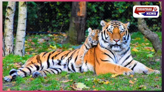 33 साल बाद गुजरात को मिला ‘टाइगर स्टेट’ का दर्जा, रतनमहल अभयारण्य में बाघ की पुष्टि