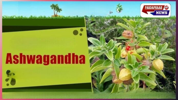 FSSAI का बड़ा फैसला: अश्वगंधा की पत्तियों पर रोक, अब सिर्फ जड़ और अर्क का ही इस्तेमाल मान्य