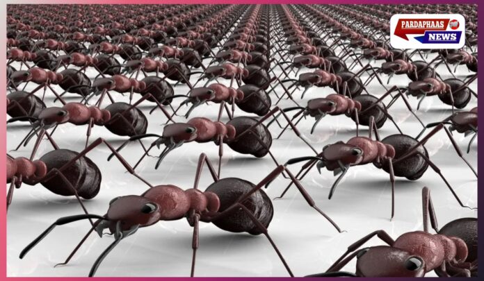 केन्या में जिंदा चींटियों की तस्करी का बड़ा खुलासा: नैरोबी एयरपोर्ट पर 2,200 से ज्यादा ‘रानी चींटियां’ बरामद